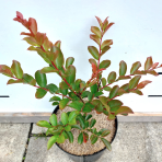 Myrta krepová (Lagerstroemia Indica) ´RUBRA MAGNIFICA´ - výška 30-50 cm, kont. C3L (-15°C)
